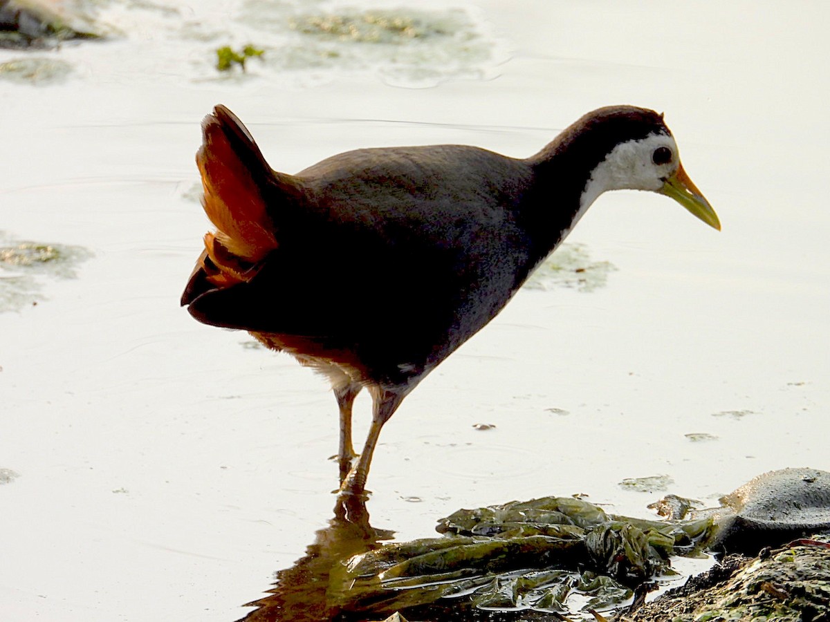 白腹秧雞 - ML646116186