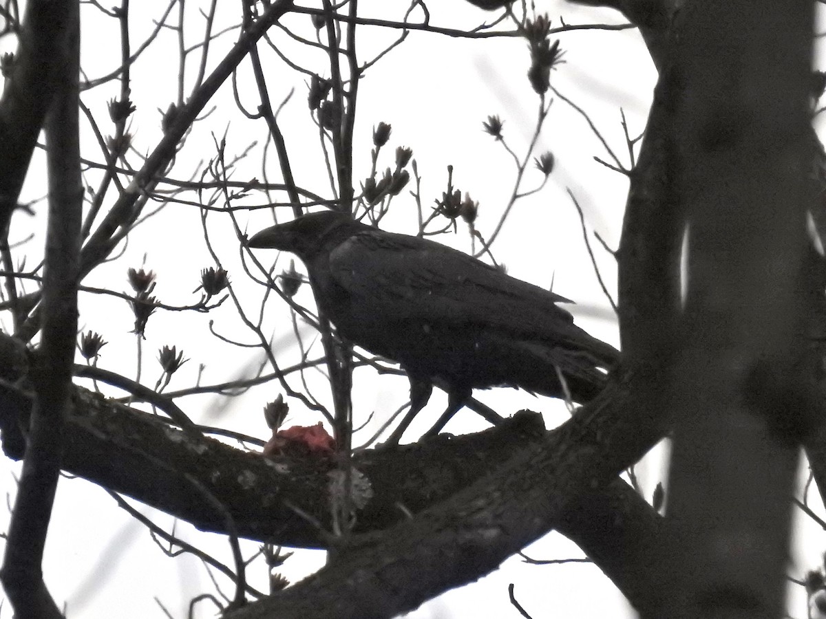 Common Raven - ML646116187