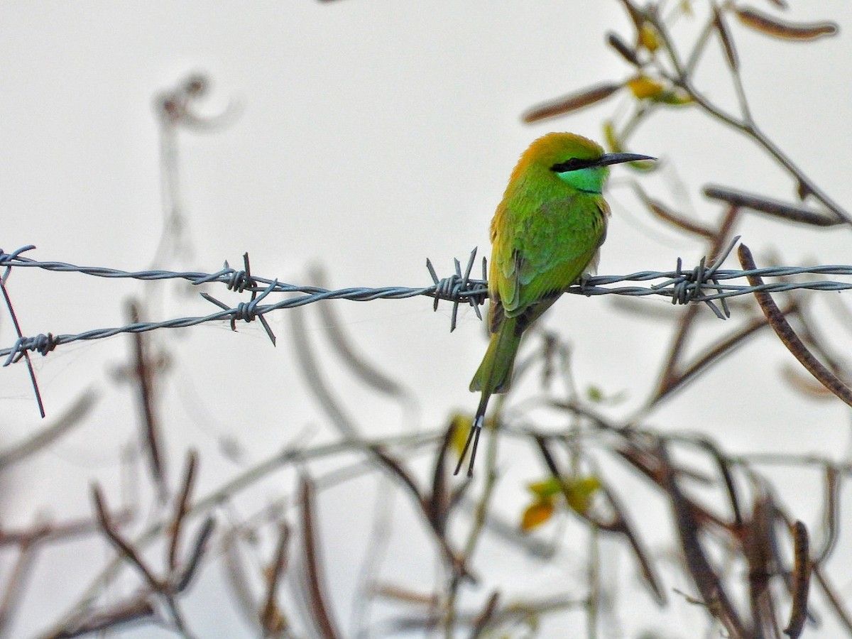 Asian Green Bee-eater - ML646116195