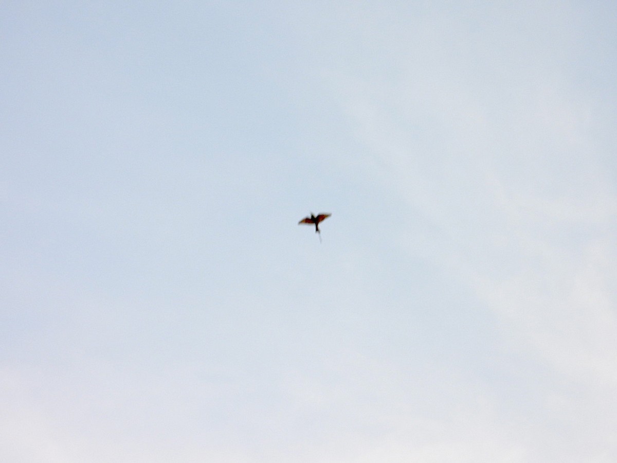 Asian Green Bee-eater - ML646116196