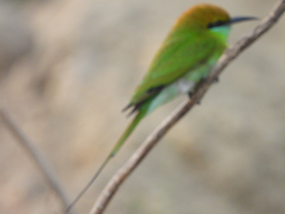 Asian Green Bee-eater - ML646116197