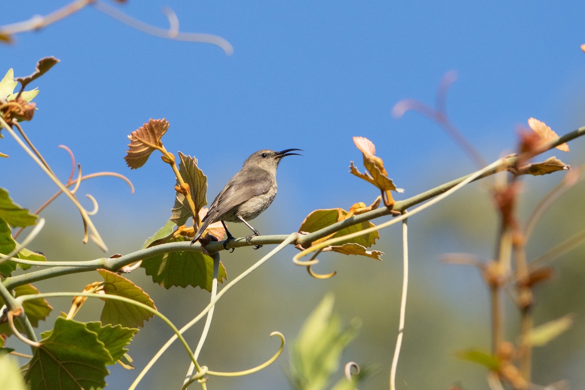 Greater Double-collared Sunbird - ML646116198