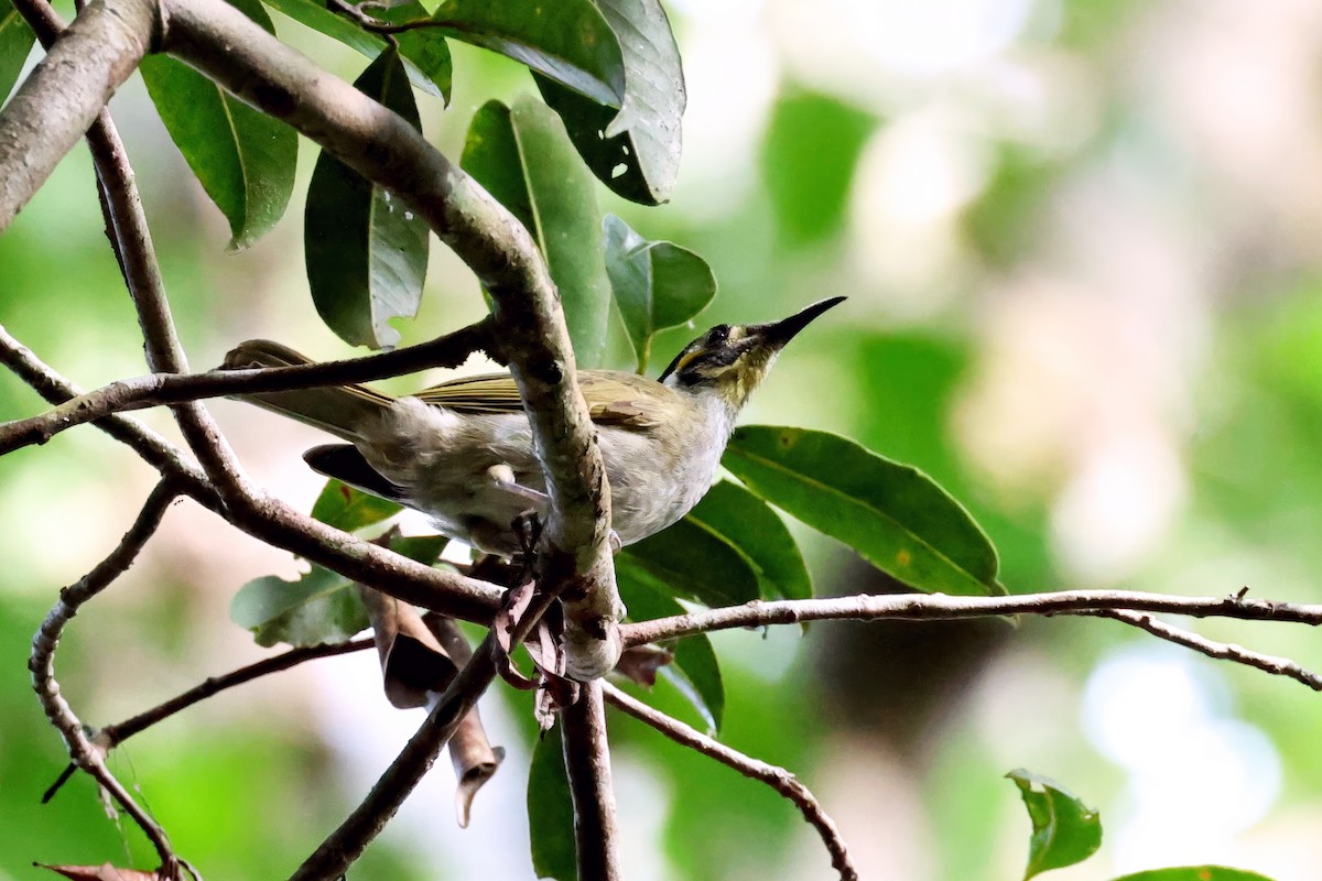 Obscure Honeyeater - ML646116200