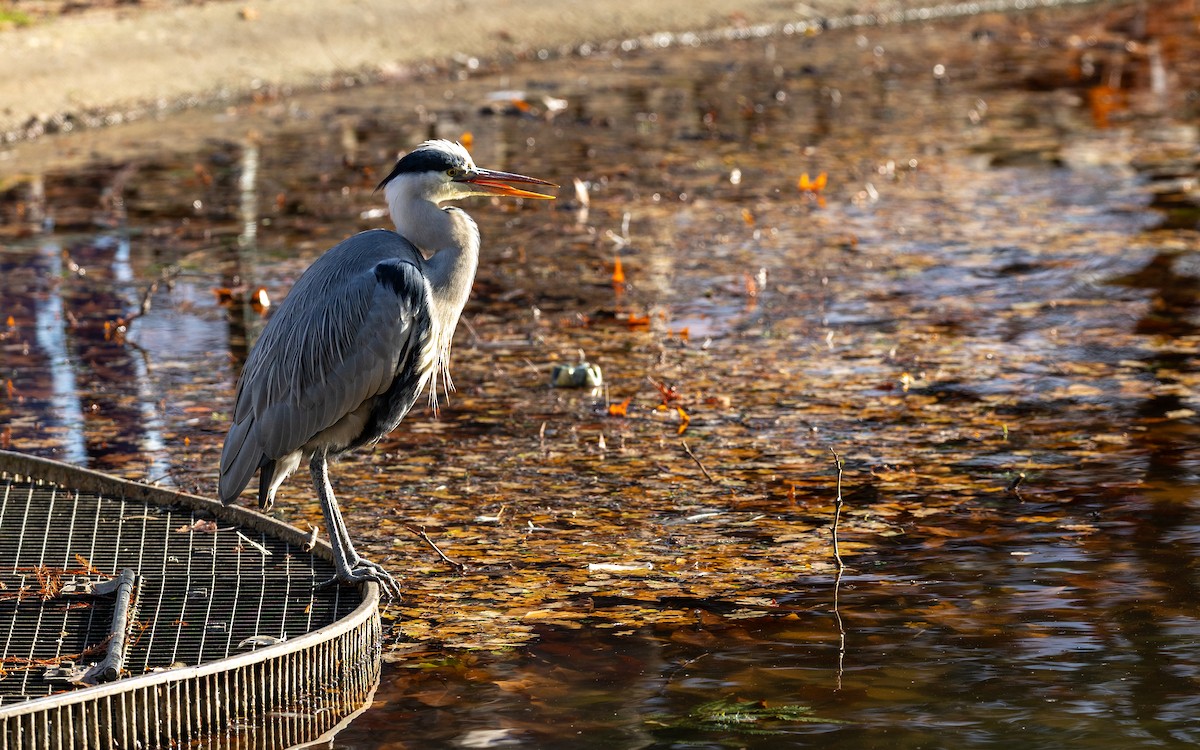 Gray Heron - ML646116203