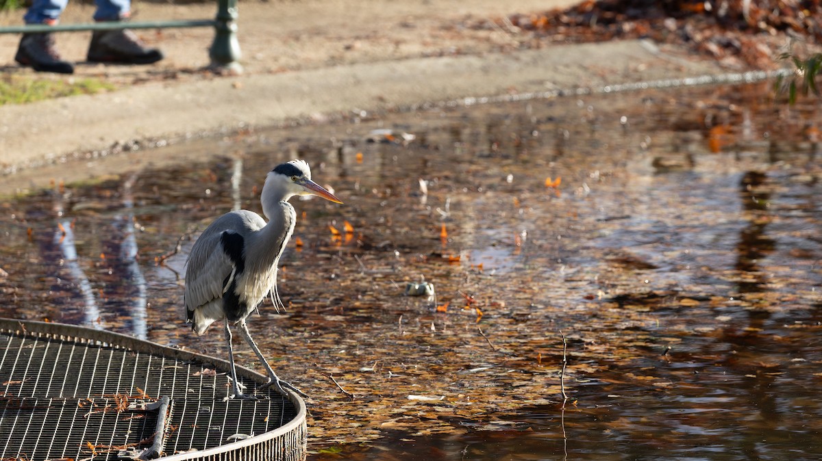 Gray Heron - ML646116204