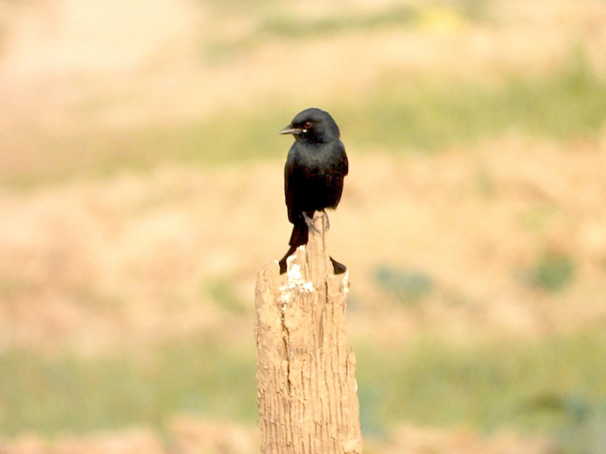 drongo černý - ML646116209