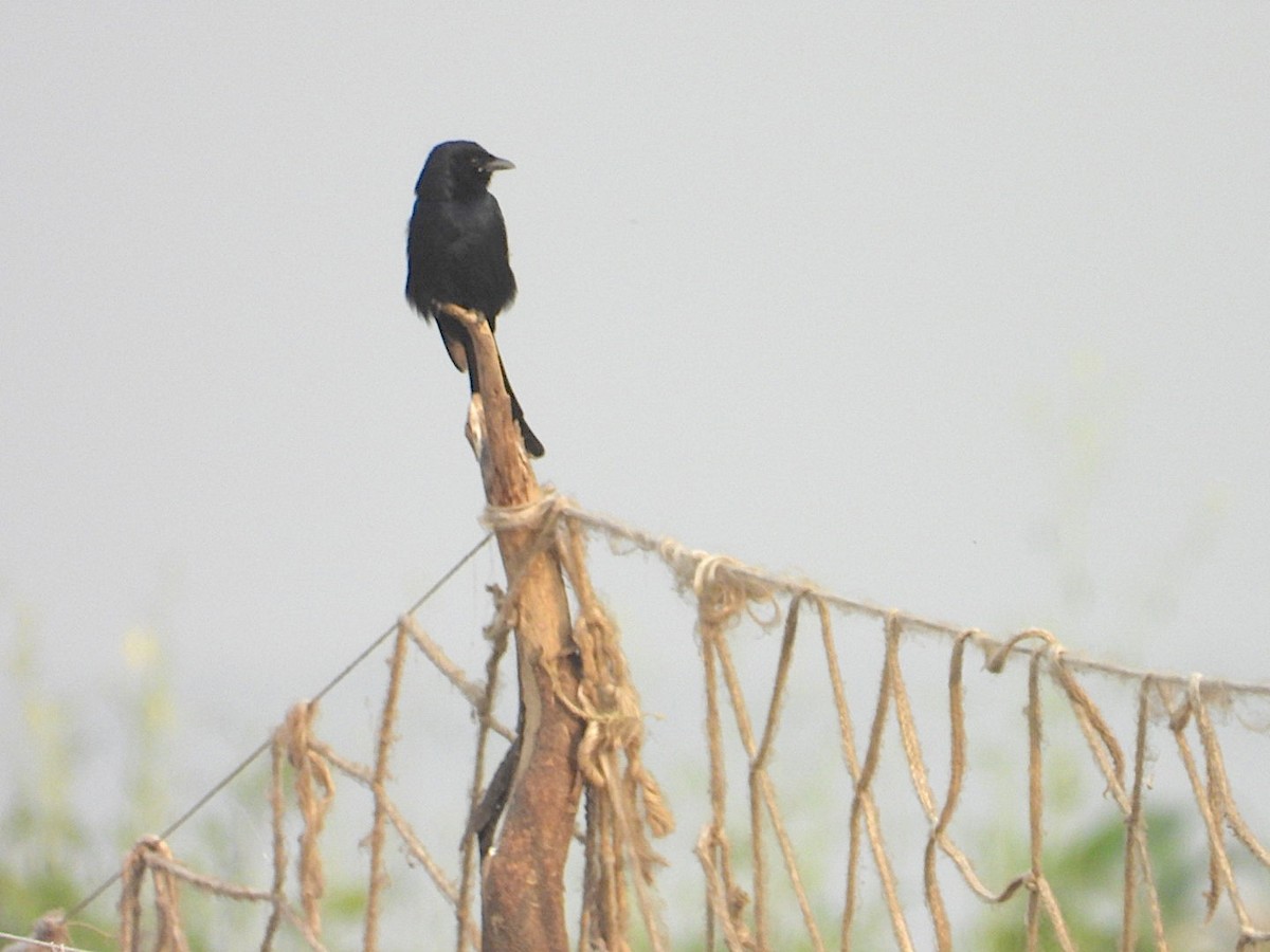 drongo černý - ML646116210