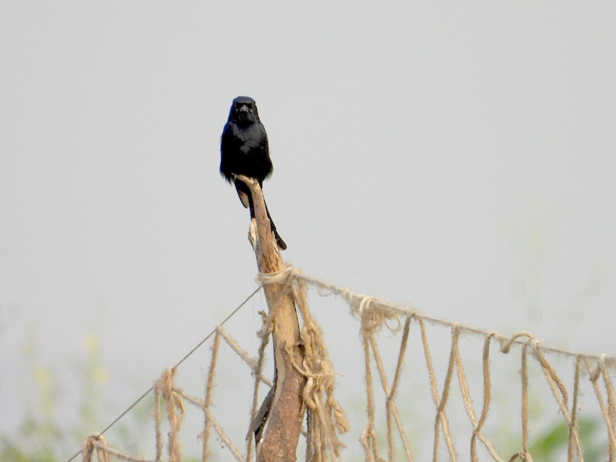 drongo černý - ML646116211