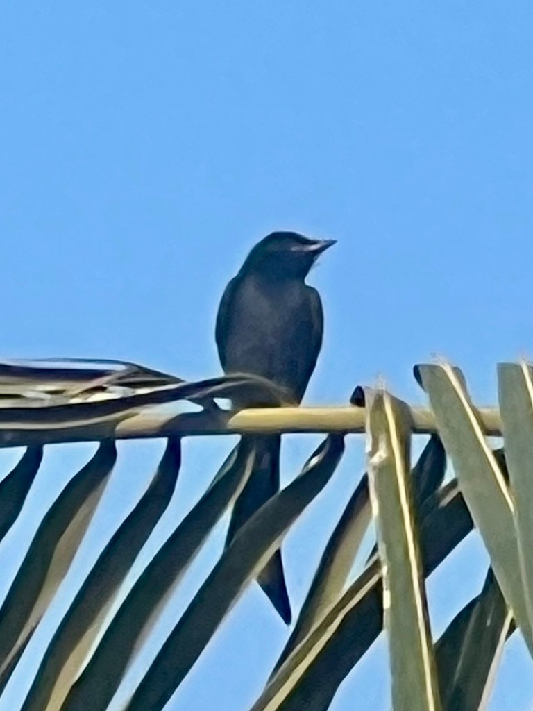 drongo černý - ML646116212