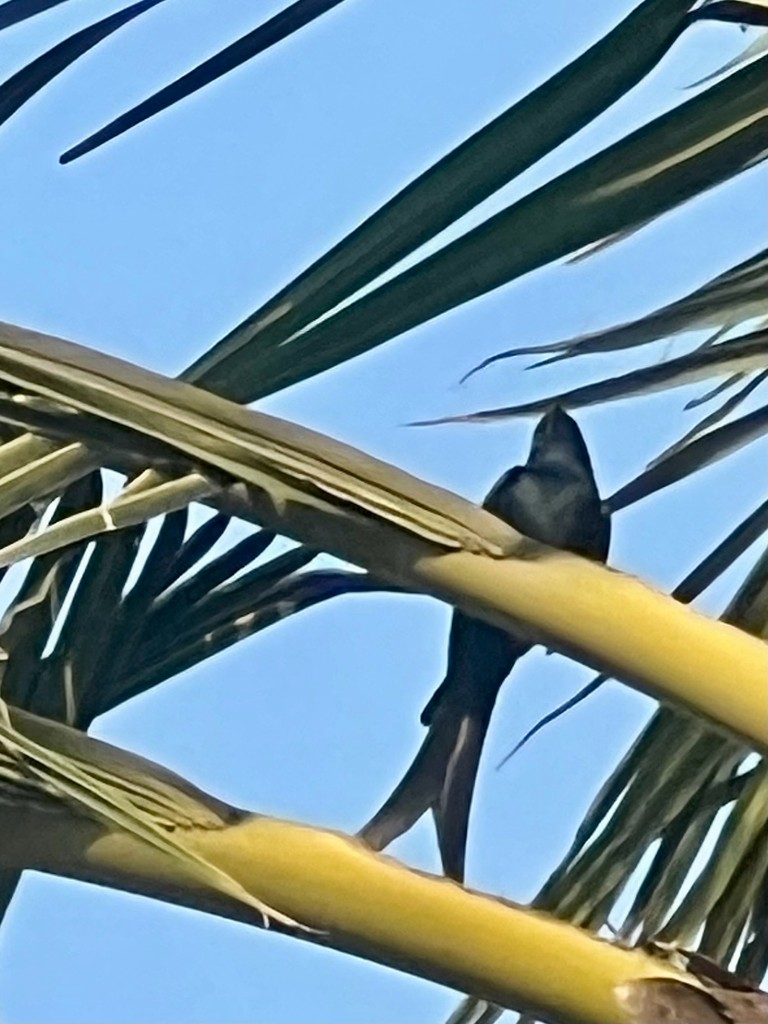 drongo černý - ML646116213