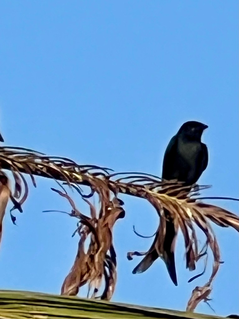 drongo černý - ML646116214