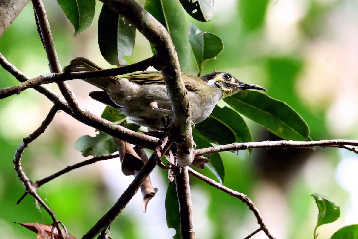 Obscure Honeyeater - ML646116216