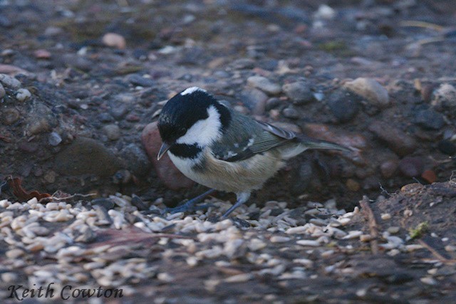 Coal Tit (British) - ML646116217