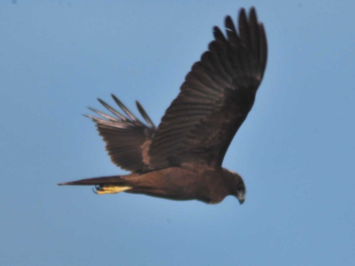 Western Marsh Harrier - ML646116220