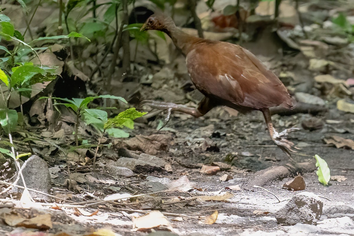 パラワンツカツクリ - ML646116222