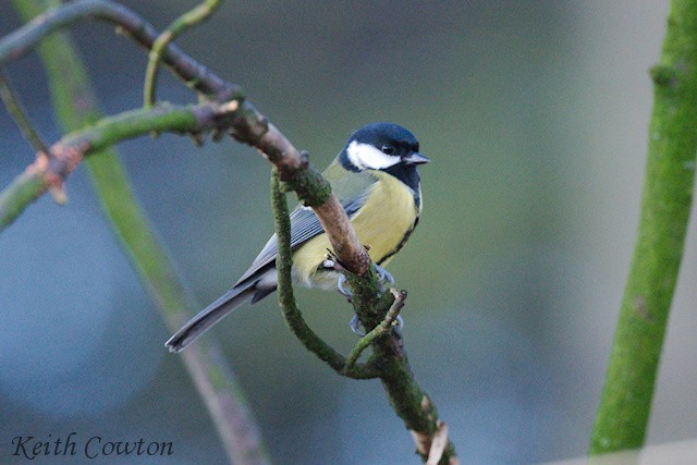 Great Tit - ML646116223