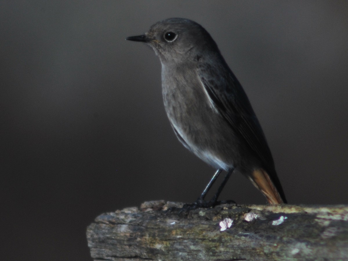 Black Redstart - ML646116230