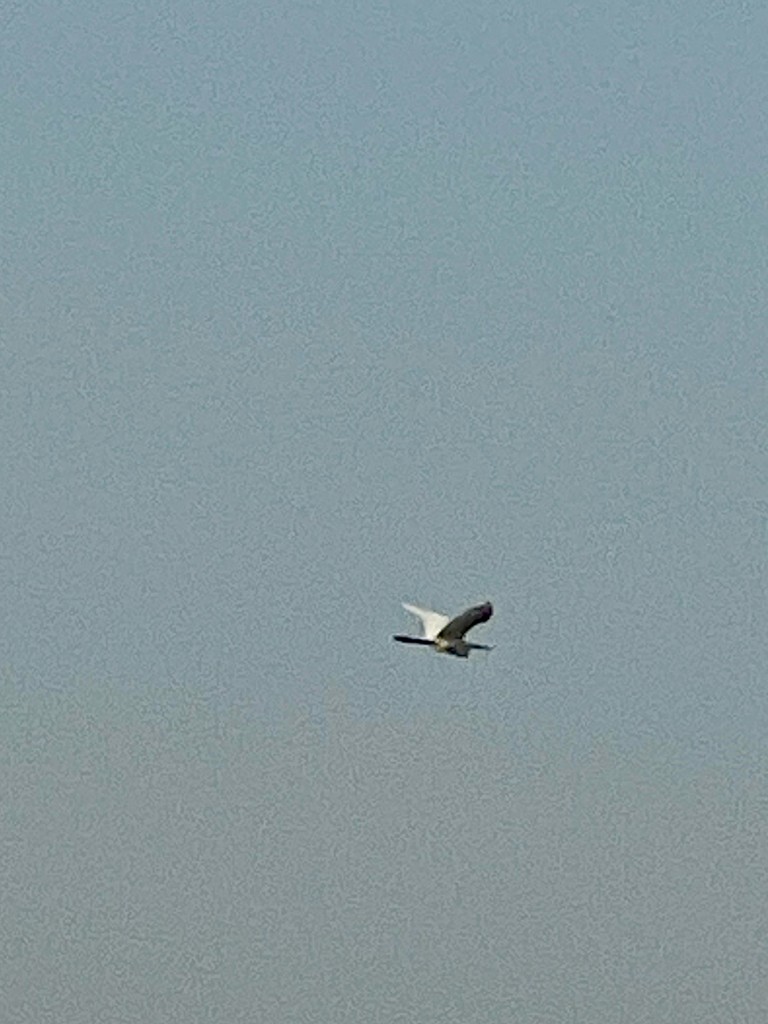 heron sp. - ML646116232