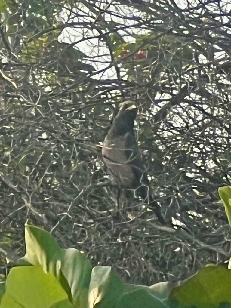 Rosy Starling - ML646116233