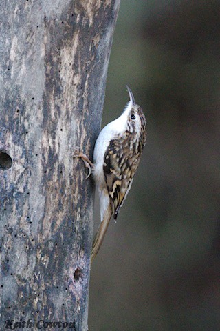 Eurasian Treecreeper - ML646116234