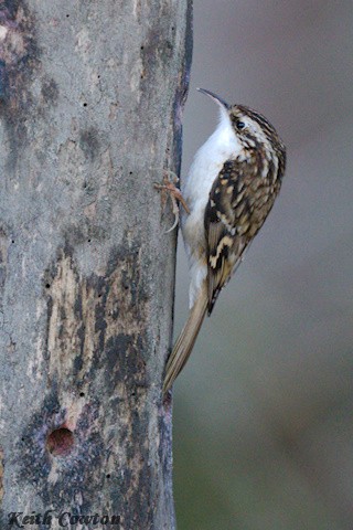 Eurasian Treecreeper - ML646116235