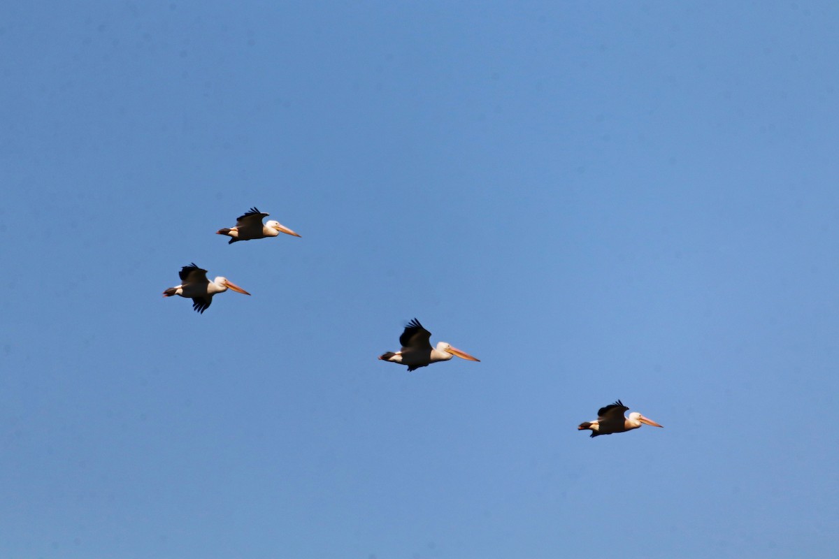 American White Pelican - ML646116242