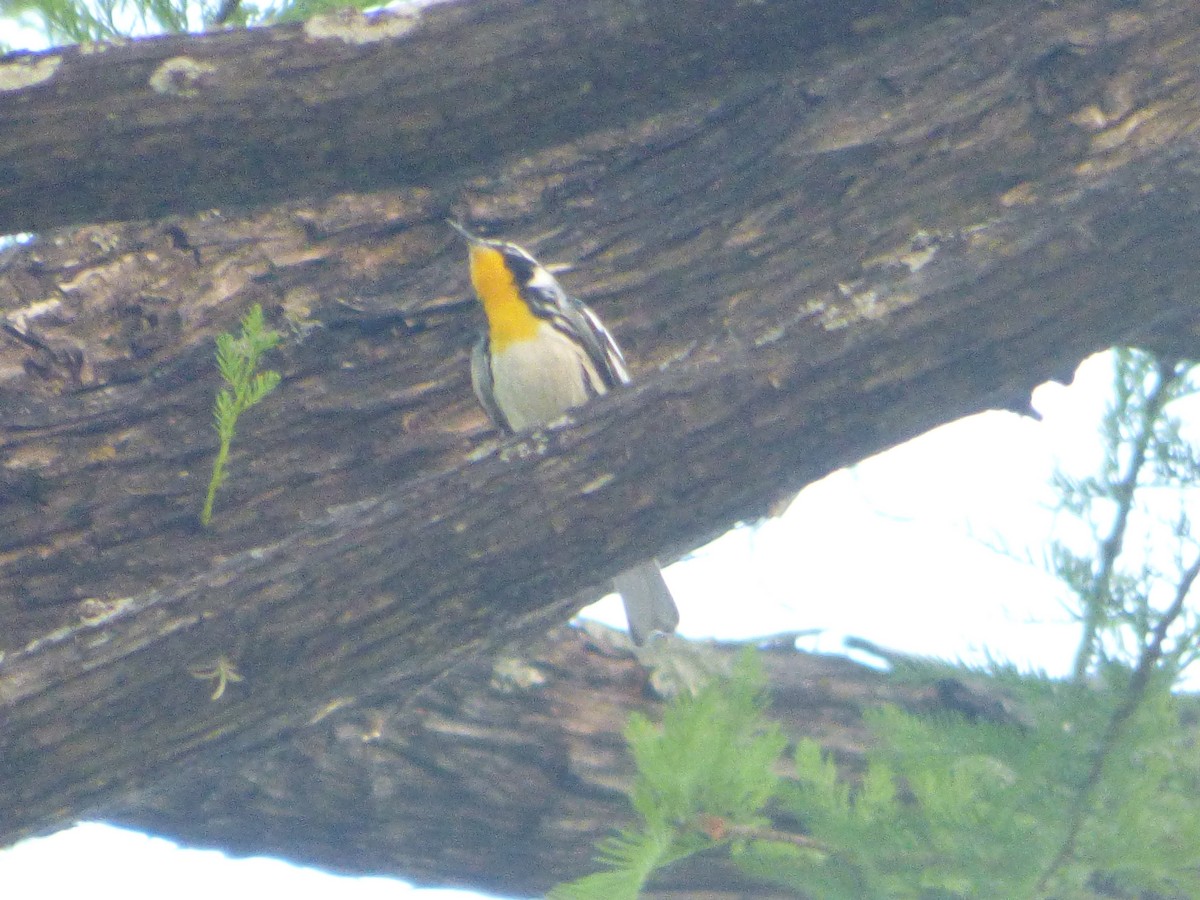 Yellow-throated Warbler - ML646116253