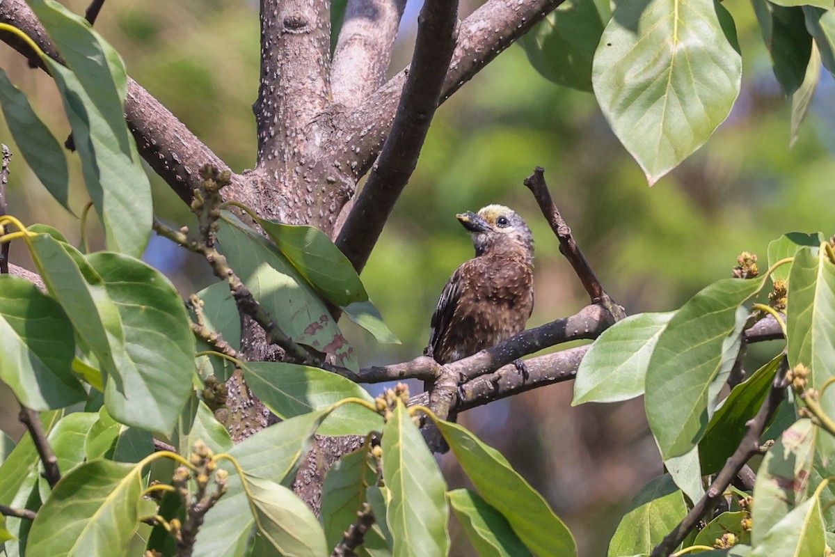 Whyte's Barbet - ML646116269