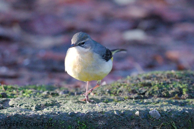 Gray Wagtail - ML646116270
