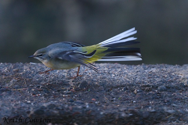 Gray Wagtail - ML646116271