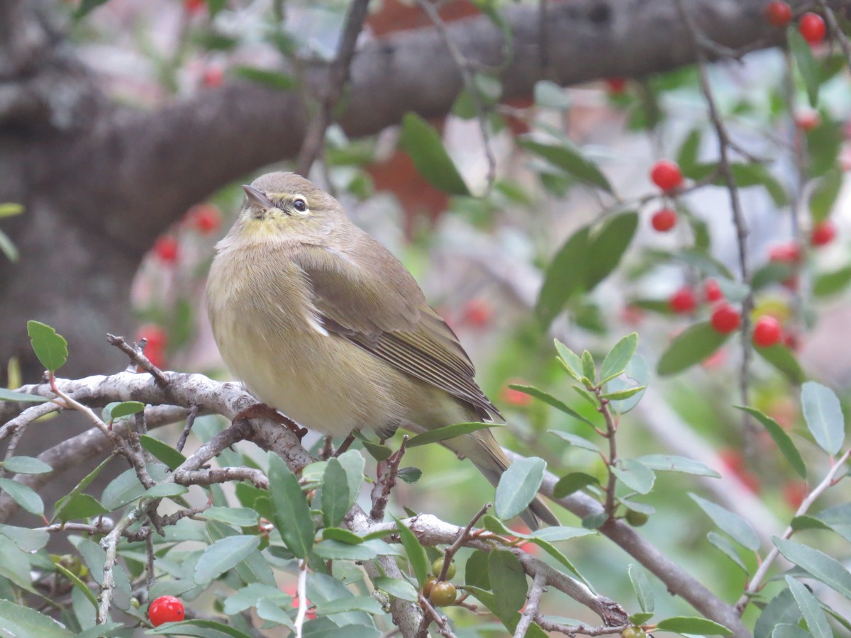 Orange-crowned Warbler - ML646116275