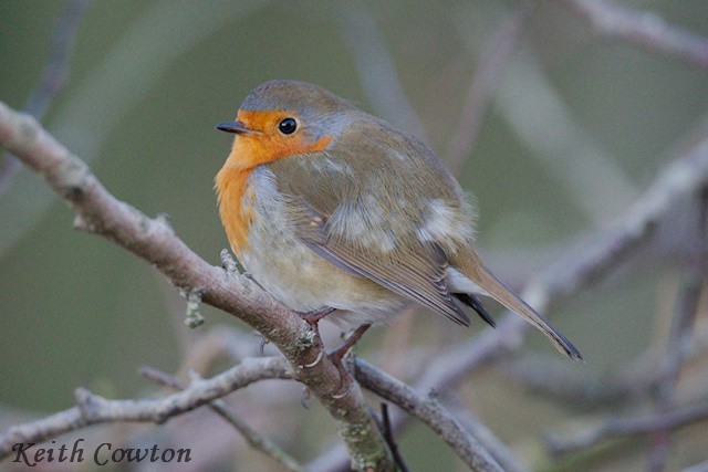 European Robin - ML646116277