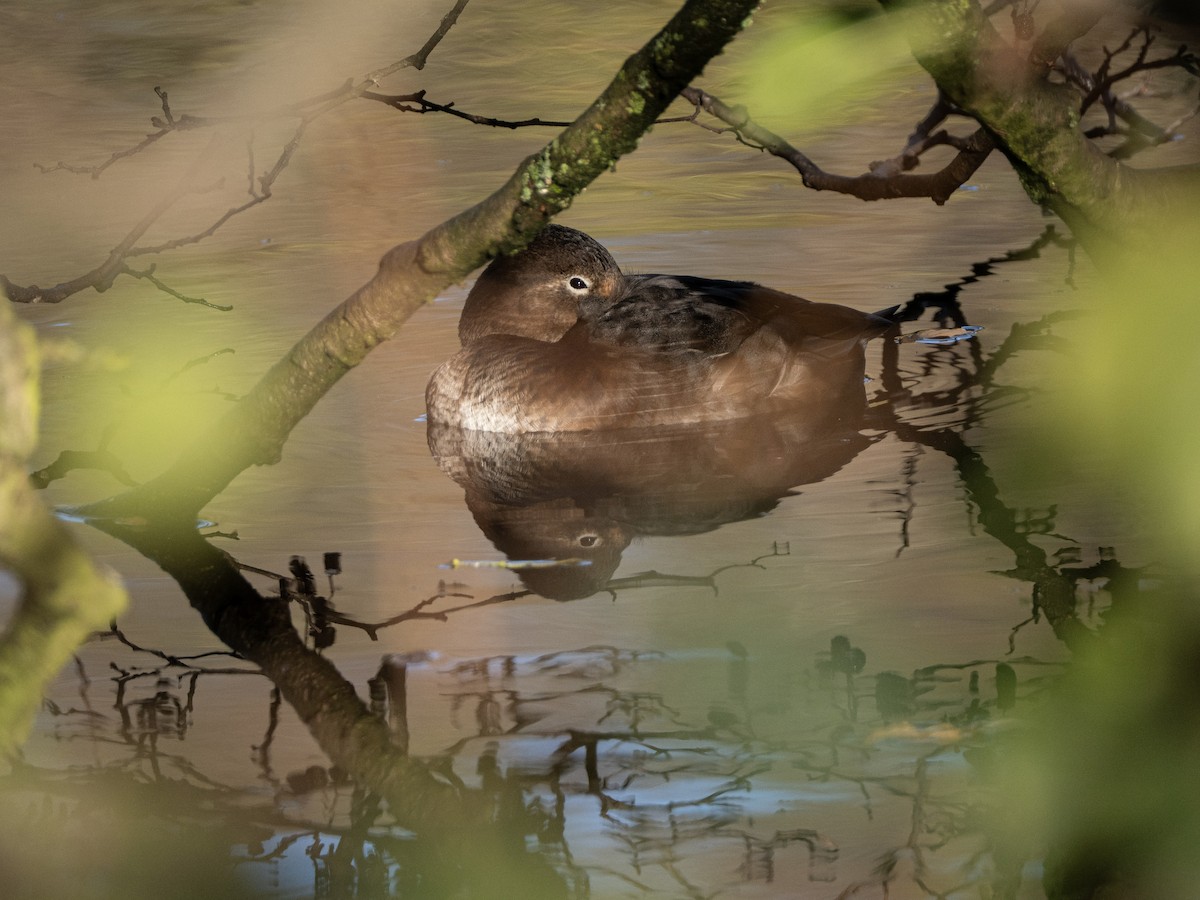 Common Pochard - ML646116280
