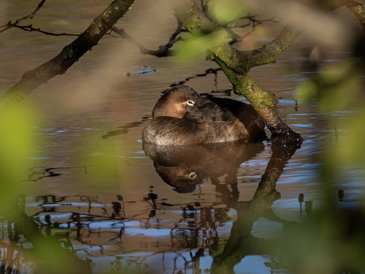Common Pochard - ML646116281