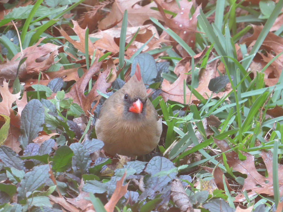 Northern Cardinal - ML646116282
