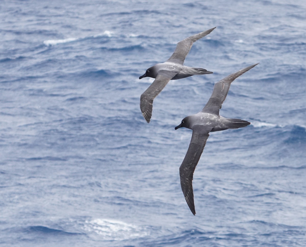 Albatros hauskara - ML646116283