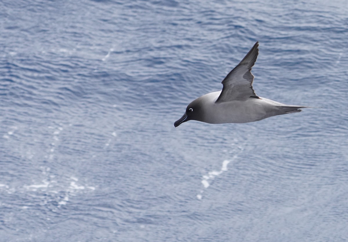 Albatros hauskara - ML646116284