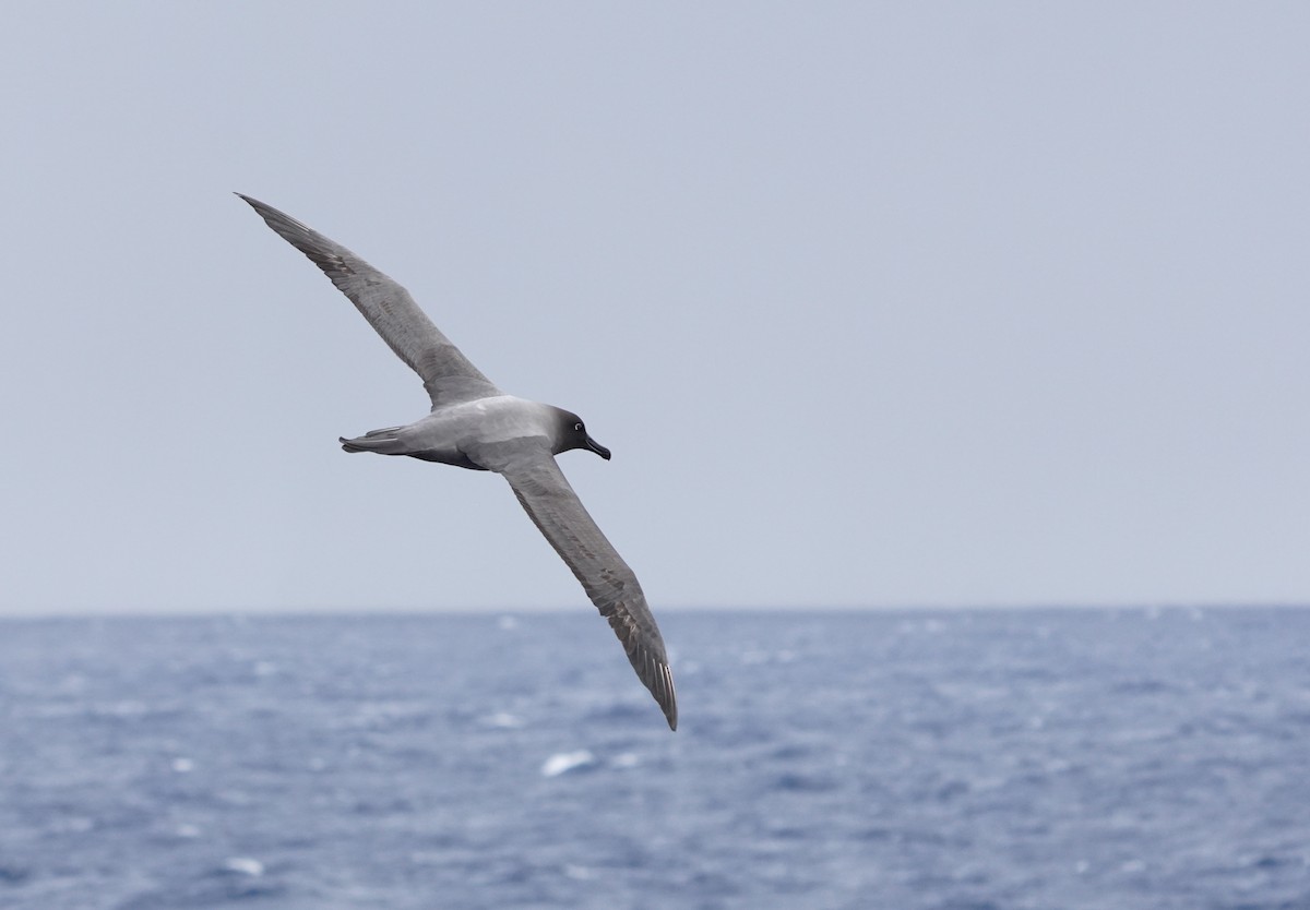 Albatros hauskara - ML646116285