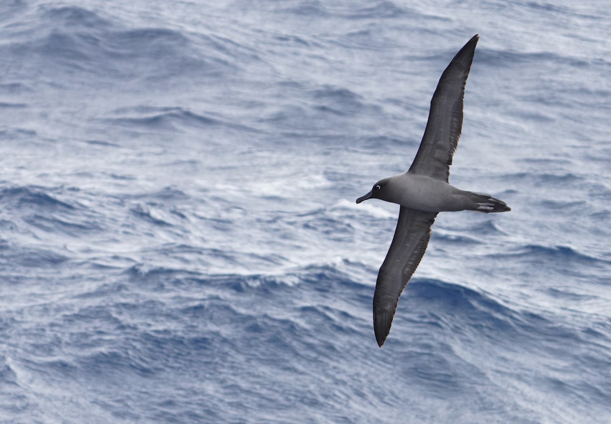 Albatros hauskara - ML646116286