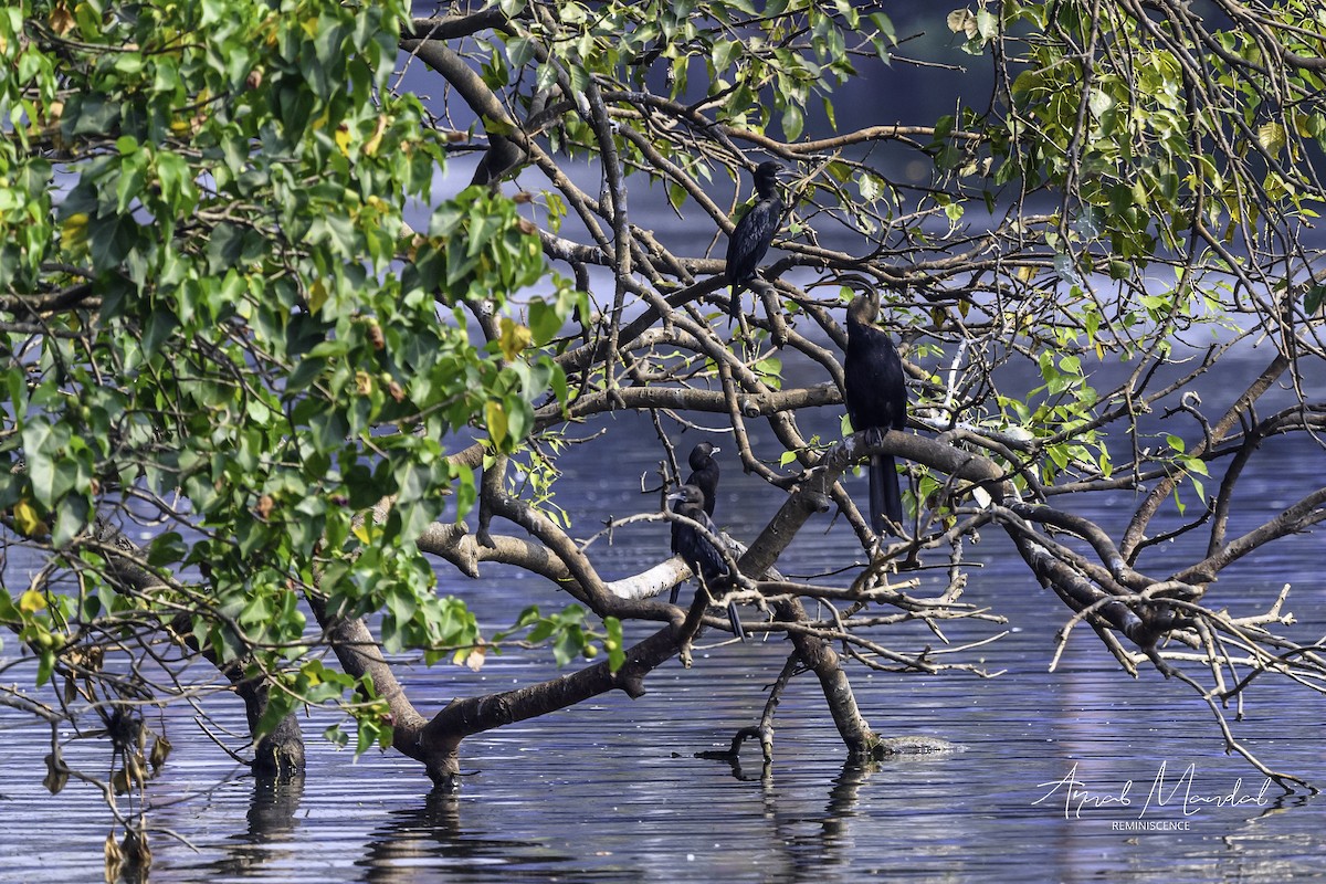 Doğu Yılanboyunu - ML646116290