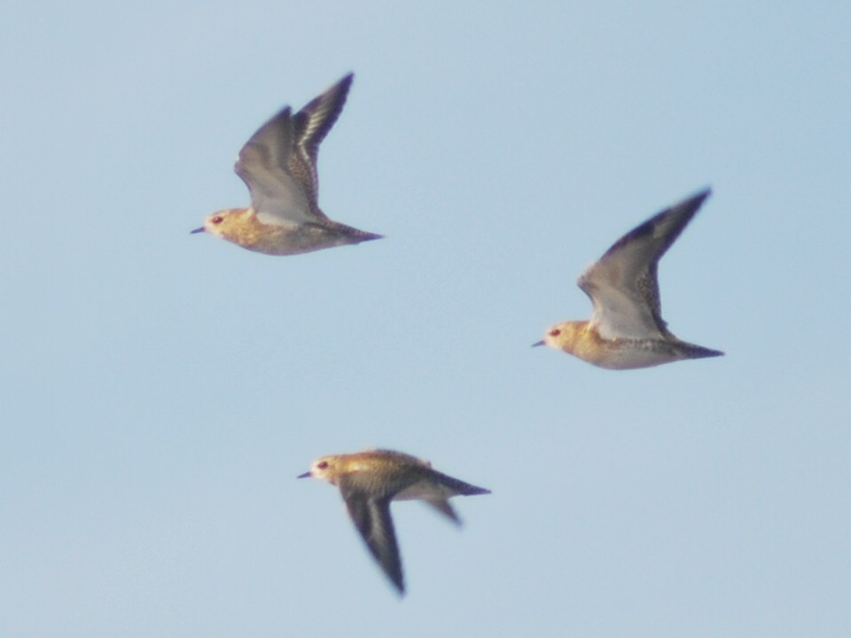 European Golden-Plover - ML646116294