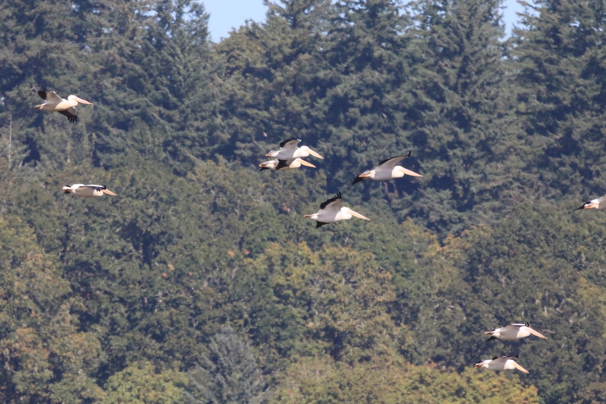 American White Pelican - ML646116296