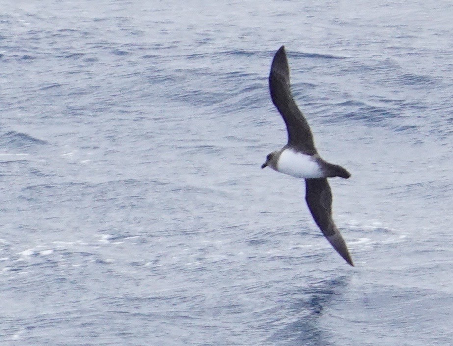 Atlantic Petrel - ML646116298