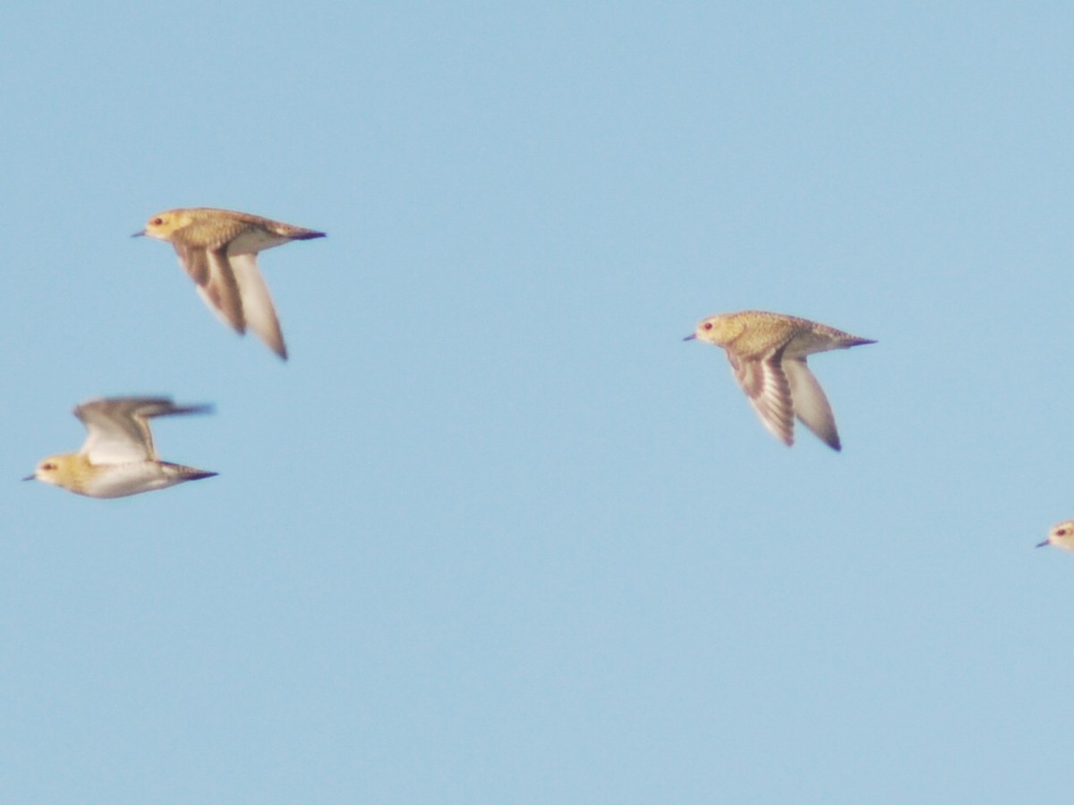 European Golden-Plover - ML646116305