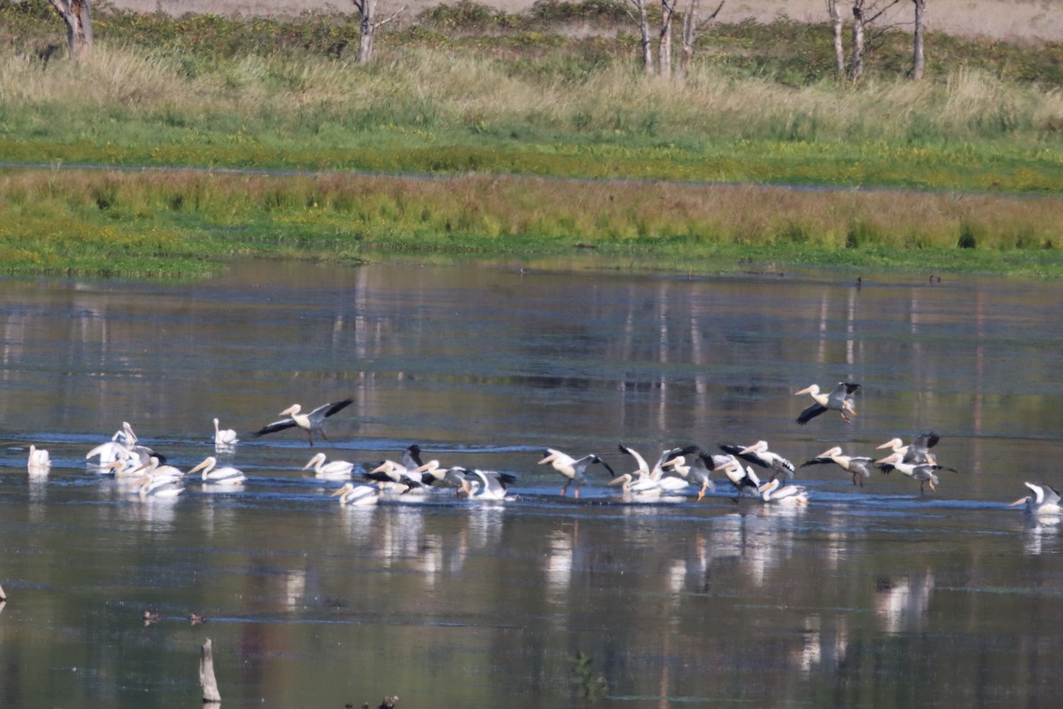 American White Pelican - ML646116306