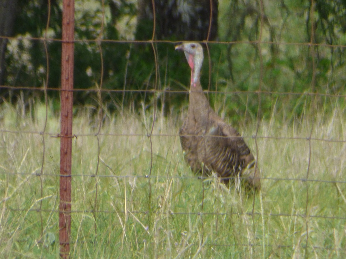 Індик великий - ML646116309
