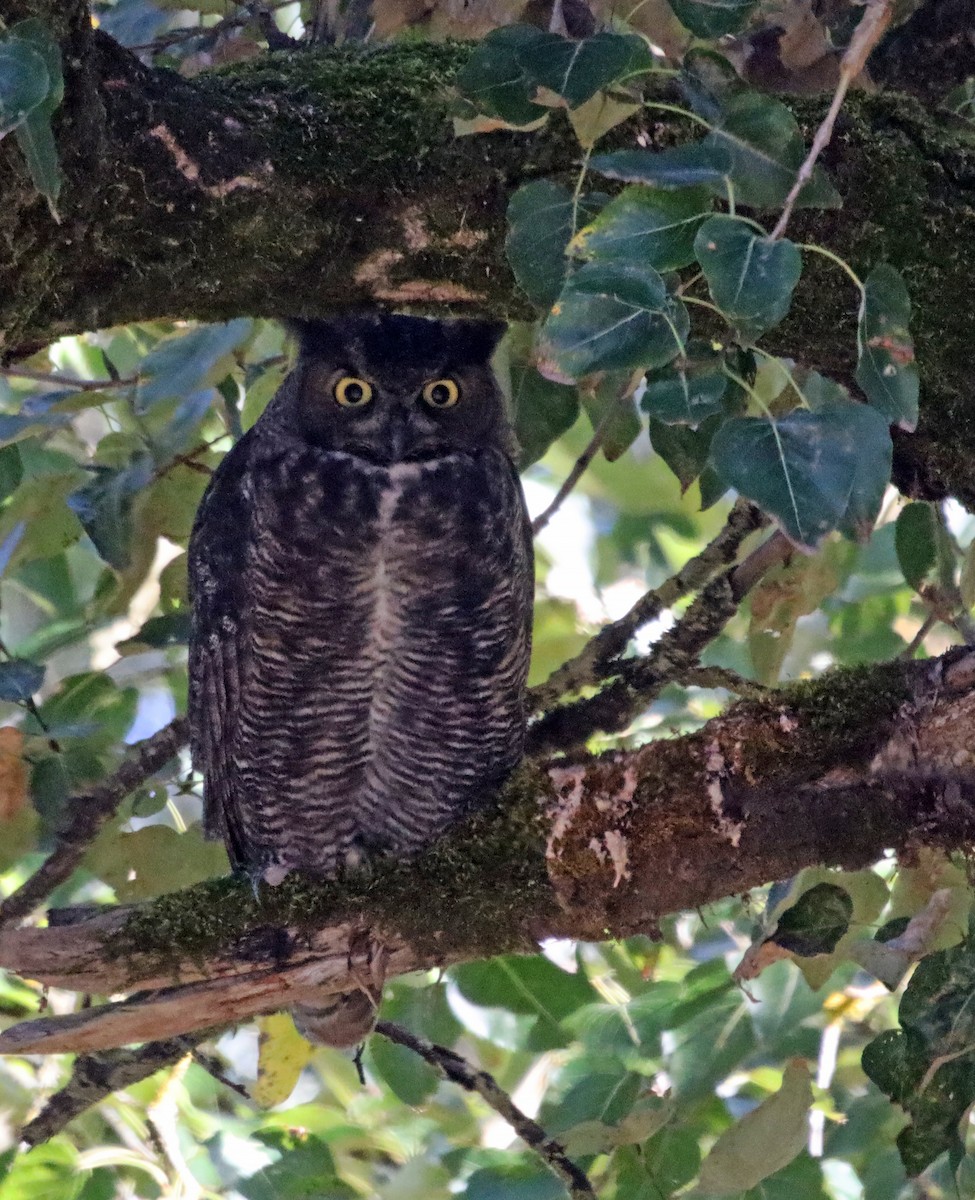 Great Horned Owl - ML646116310