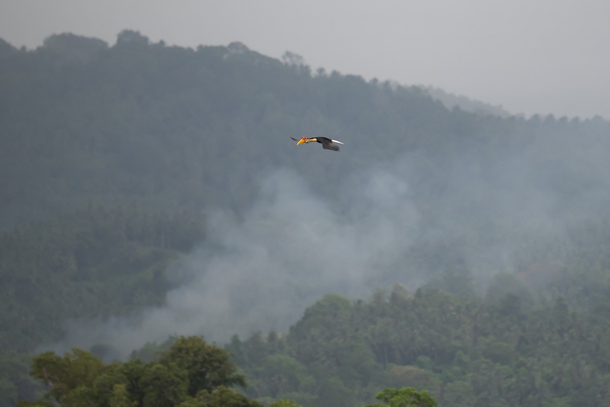 Калао сулавеський - ML646116311