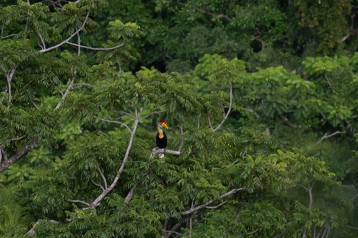 Калао сулавеський - ML646116312