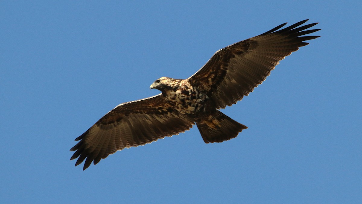 Канюк чорногрудий - ML646116313